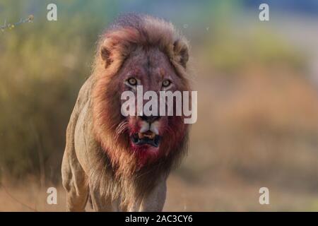 Male lion with blood, bloody face lionclose up portrait Stock Photo