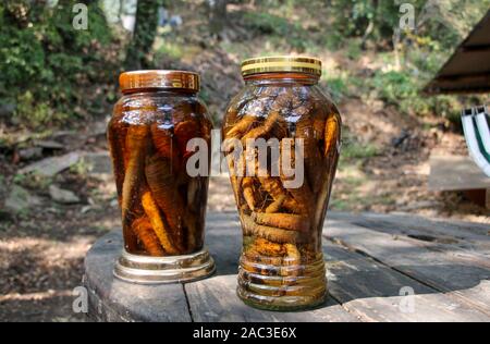 Ginseng root sale in glass jar in the street market in South Korea Stock Photo