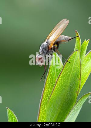 root-maggot fly, Anthomyiidae spcies, grooming its front legs on plant leaf, side view, vertical Stock Photo