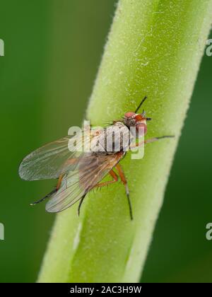 root-maggot fly, Anthomyiidae spcies, grooming its hind legs on plant stem, dorsal view, vertical Stock Photo