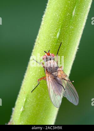 root-maggot fly, Anthomyiidae spcies, grooming its hind legs on plant stem, dorsal view, vertical Stock Photo