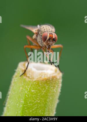 root-maggot fly, Anthomyiidae spcies, grooming its front legs on plant stem, front view, vertical Stock Photo