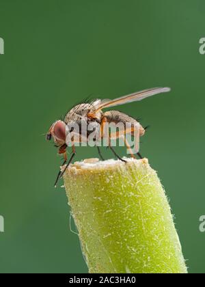 root-maggot fly, Anthomyiidae spcies, on plant stem, side view, vertical Stock Photo