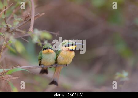 Bee eater close up portrait chick Stock Photo