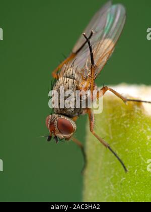 root-maggot fly, Anthomyiidae spcies, using its hind legs to clean its wings, on a plant stem, close-up side view, vertical Stock Photo