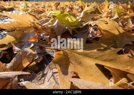 Autumn leaves Stock Photo