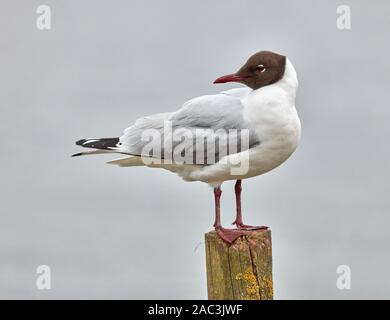 Black headed gull in summer plumage perched on a mooring post of a lake - Somerset UK Stock Photo