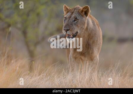 Best lioness portrait Stock Photo