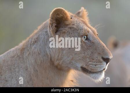 Best lioness portrait Stock Photo