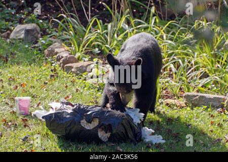 A scavaging black bear eats garbage out of a stolen trash bag on a neighborhood lawn on a sunny summer day Stock Photo