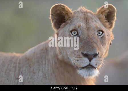 Best lioness portrait Stock Photo