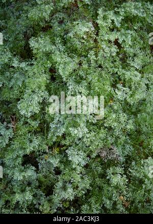 Lush growth of the epiphytic fern Hymenophyllum rerum growing on tree bark near Marian Lake in Fjordland New Zealand Stock Photo