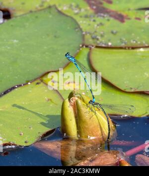 Azure damselfly pair Coenagrion puella ovipositing at the base of a water lily flower bud - Northants UK Stock Photo
