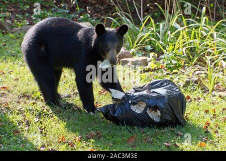 A scavaging black bear eats garbage out of a stolen trash bag on a neighborhood lawn on a sunny summer day Stock Photo