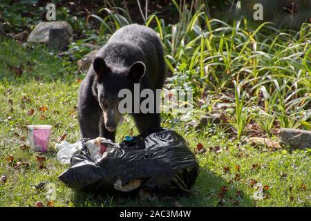 A scavaging black bear eats garbage out of a stolen trash bag on a neighborhood lawn on a sunny summer day Stock Photo