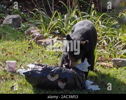 A scavaging black bear eats garbage out of a stolen trash bag on a neighborhood lawn on a sunny summer day Stock Photo