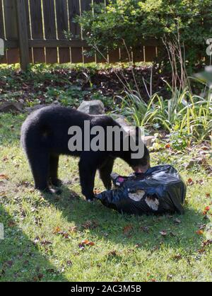 A scavaging black bear eats garbage out of a stolen trash bag on a neighborhood lawn on a sunny summer day Stock Photo