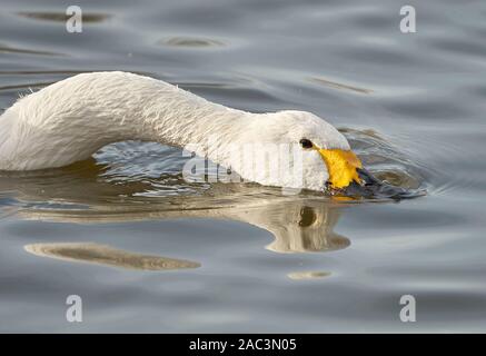 Bewick's or Tundra swan skimming surface water of a lake at Slimbridge in Gloucestershire UK Stock Photo