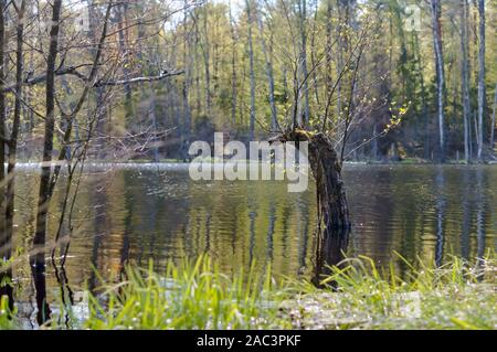 an old snag sticks out of the pond, a forest lake in the thickets Stock Photo