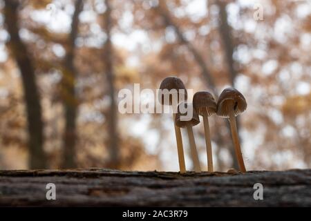 Small mushrooms in a chestnut forest. Stock Photo