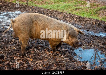 Male pig taking a mud bath in the Netherlands, province Drenthe Stock Photo