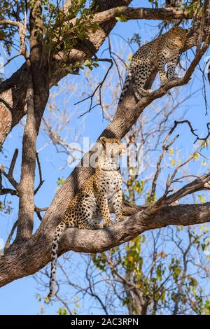 Leopard, Panthera pardus, mother and cub in a tree, Khwai Private Reserve, Okavango Delta, Botswana Stock Photo