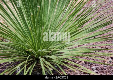 Long, sharp, thorny leaves of a green desert spoon, dasylirion acrotrichum Stock Photo