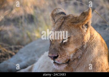 Lion, Panthera leo, Macatoo, Okavango Delta, Botswana Stock Photo