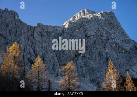 Yellow larches in the mountains Stock Photo