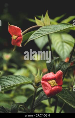 Hot lips plant, Psychotria elata, in bloom at La Fortuna, Costa Rica Stock Photo