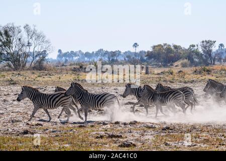 Herd of Burchell's zebra, Equus quagga burchellii, running, Macatoo, Okavango Delta, Botswana. Also known as Plains or Common Zebra Stock Photo