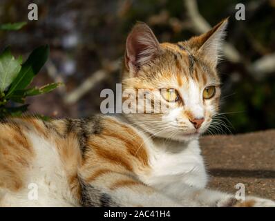 Cat stares intently. Yellow gray and white colored cat looking carefully. Close up cat eyes and face Stock Photo