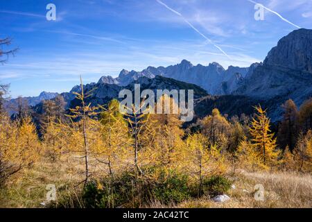 Yellow larches in the mountains Stock Photo