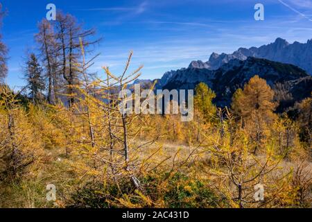 Yellow larches in the mountains Stock Photo
