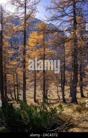 Yellow larches in the mountains Stock Photo