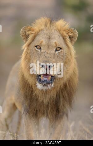 Male lion close up portrait