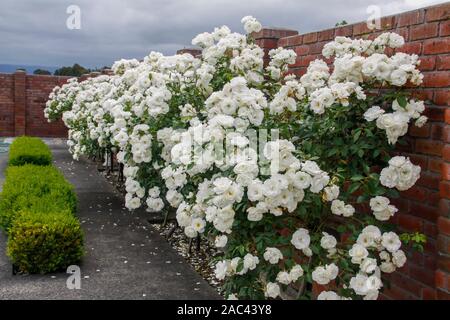 Row of beautiful Iceberg standard rose in bloom in our garden at home with a red brick wall at the back and a buxus hedge at the front Stock Photo