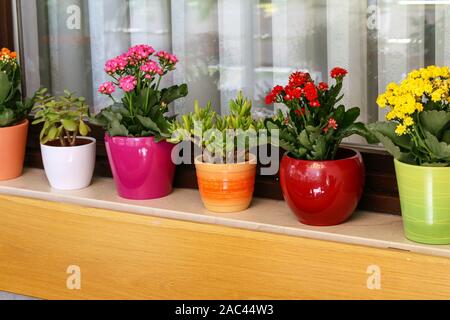 Various flowers in pots stand on the windowsill Stock Photo