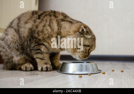 Scottish fold tabby cat eats dry food on the floor in the kitchen Stock Photo