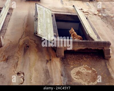 Cat sitting on a window sill in a rustic building with wooden shutters open Stock Photo