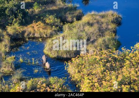 Aerial view of African Elephant, Loxodonta africana, crossing the water, Macatoo, Okavango Delta, Botswana