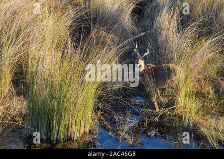 Sitatunga or Marshbuck, Tragelaphus spekii, Macatoo, Okavango Delta, Botswana Stock Photo