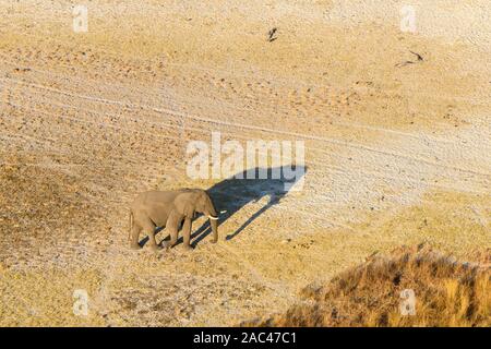 Aerial view of African Elephant, Loxodonta africana, and shadow, Macatoo, Okavango Delta, Botswana Stock Photo