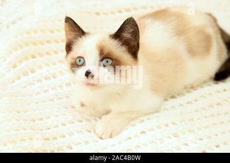 A cute small white brown kitten, British Shorthair, peeks out from behind a soft lace plaid. Little beautiful cat with blue eyes looks at the camera. Stock Photo