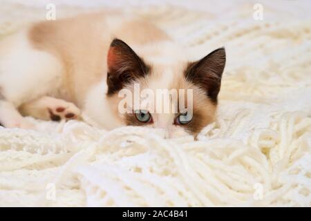 A cute small white brown kitten, British Shorthair, peeks out from behind a soft lace plaid. Little beautiful cat with blue eyes looks at the camera. Stock Photo