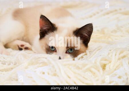 A cute small white brown kitten, British Shorthair, peeks out from behind a soft lace plaid. Little beautiful cat with blue eyes looks at the camera. Stock Photo