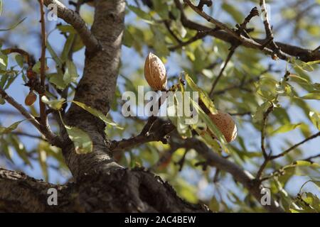 Mature almond nut fruit on the branch of almond tree. Stock Photo