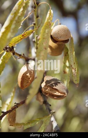 Mature almond nut fruit on the branch of almond tree. Stock Photo