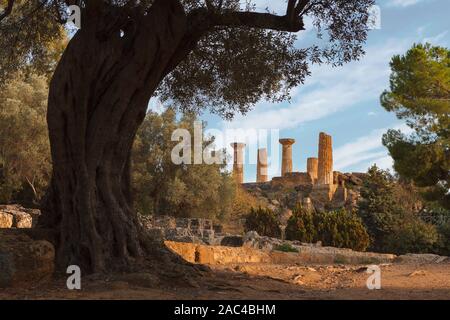 Temple of Heracles (Hercules) in valley of the Temples (Valle dei Templi) with old olive tree in Agrigento (Akragas). Sicily, Italy Stock Photo