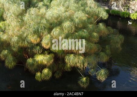 Papyrus plants. Papyrus thickets in Syracuse, Sicily Stock Photo